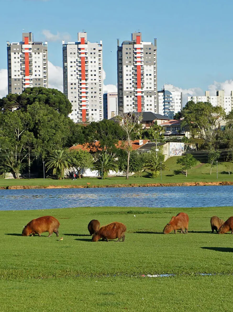 curitiba7